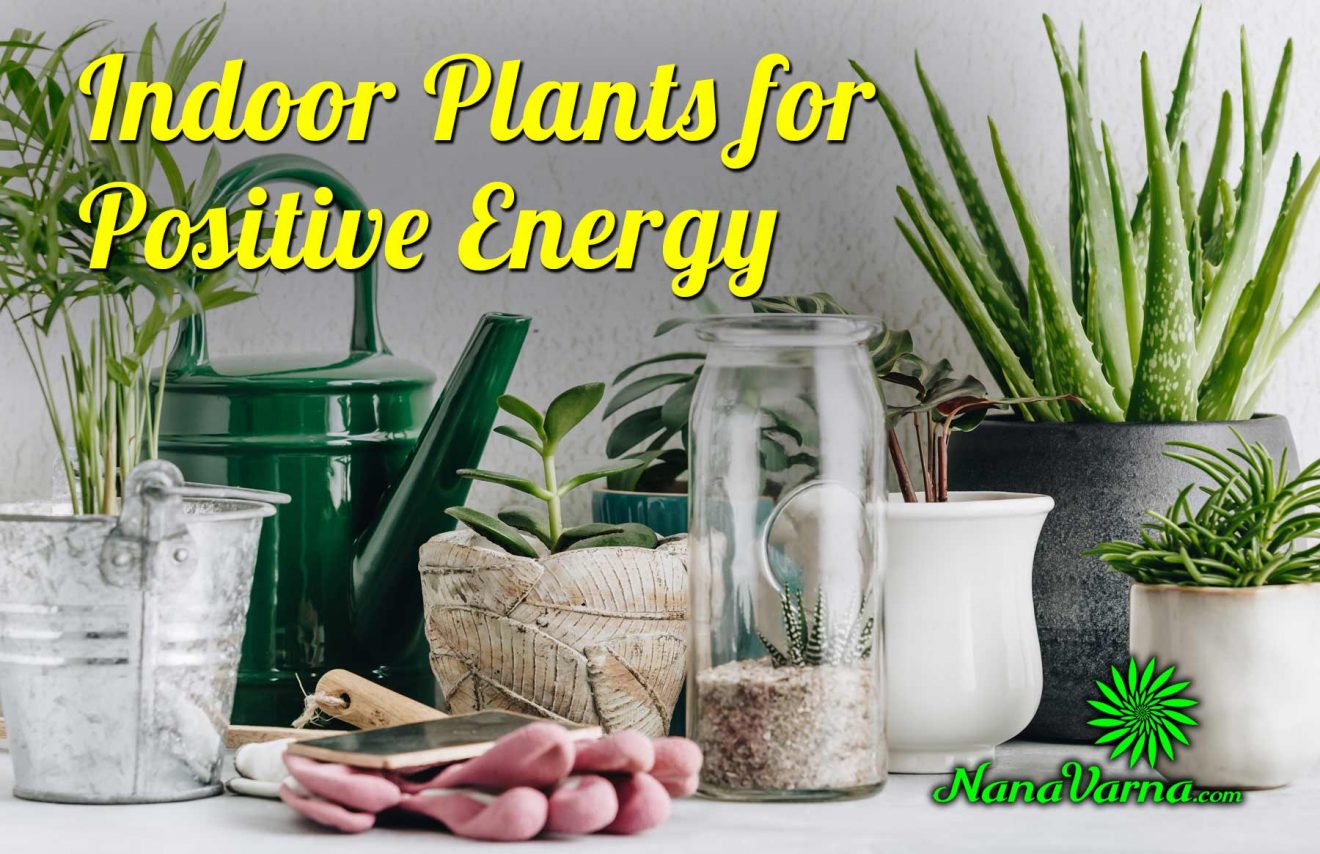 plants for positive energy